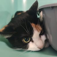 CHIPIE, chatte à adopter