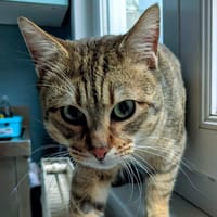 MINOUCHE, chat à adopter