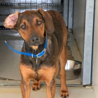 pipo, chien à adopter