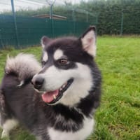 WANDA, chienne à adopter