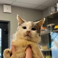 MINNIE, chatte à adopter