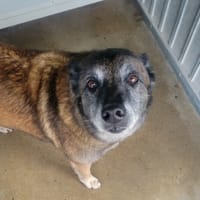 LUCY, chienne à adopter