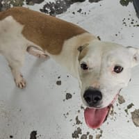 LUKE, chien à adopter