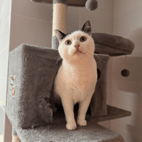 NONO, chat à adopter