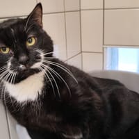 SAM, chatte à adopter
