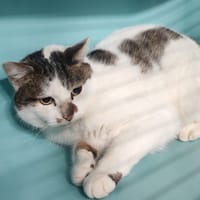 PATY, chatte à adopter