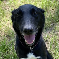 Yuzu dit Black, chien à adopter