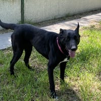Yuzu dit Black, chien à adopter