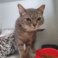 Marcelino, chat à adopter