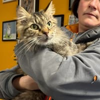 MICKEY, chat à adopter