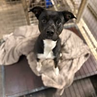 PITO, chien à adopter