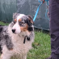 SHEILA, chienne à adopter