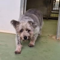 DOMINO, chien à adopter