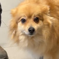 OSLO, chien à adopter