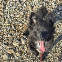 Roc, chien à adopter