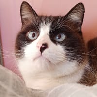 Montessouris, chat à adopter