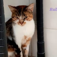 Ruby, chatte à adopter