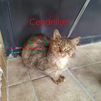 CENDRILLON, chatte à adopter