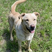 ozzy, chien à adopter