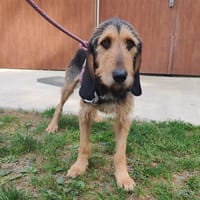 POKER, chien à adopter