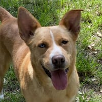 Stela, chienne à adopter