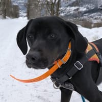 KIRO, chien à adopter