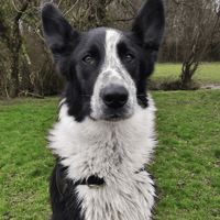 NOUKI, chien à adopter