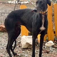 BRAVO (Lara), chien à adopter