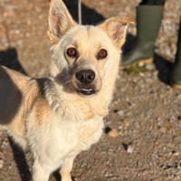 COCO (Lara), chien à adopter