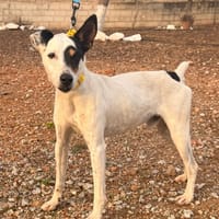 PACO (Lara), chien à adopter