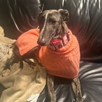 ENRIQUETA (Lara), chienne à adopter