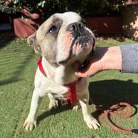 LEWIS (Martina), chien à adopter