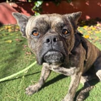 SETH (Martina), chien à adopter