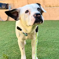 PATCH (Martina), chien à adopter