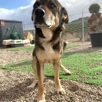 ROCKY (union animal), chien à adopter