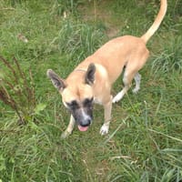 Croc, chien à adopter