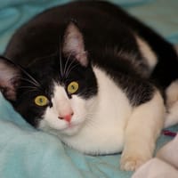 WOODY, chat à adopter