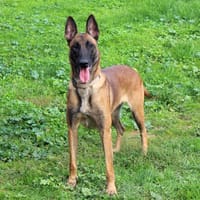 Maya, chienne à adopter