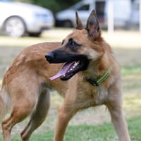 Uros, chien à adopter