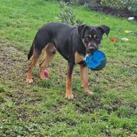 Kovu, chien à adopter