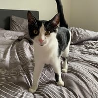 ARPEGE, chatte à adopter