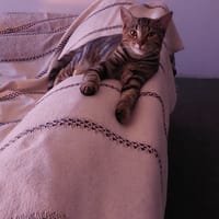 Abyss, chatte à adopter