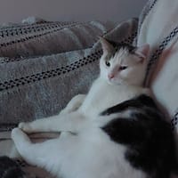 ALBUS, chat à adopter