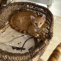 MEZZO, chat à adopter