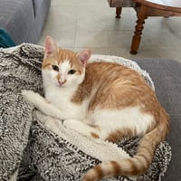 ZEPHYR, chat à adopter