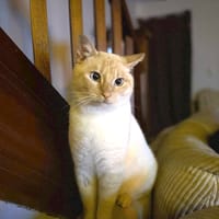 Minou, chat à adopter