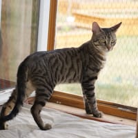 Gucci, chat à adopter