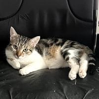 BLANCO, chat à adopter