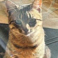 MAROU, chat à adopter