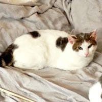 BICHOCO, chat à adopter